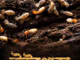 raj-pest-control-service-best-pest-termite-treatmentcockroach-treatment-in-dhaka